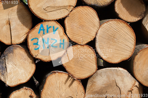 Image of Stacked timber in a dutch forrest