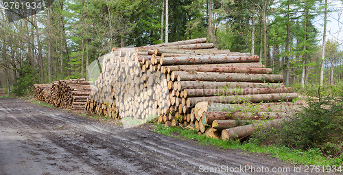 Image of Stacked timber in a dutch forrest