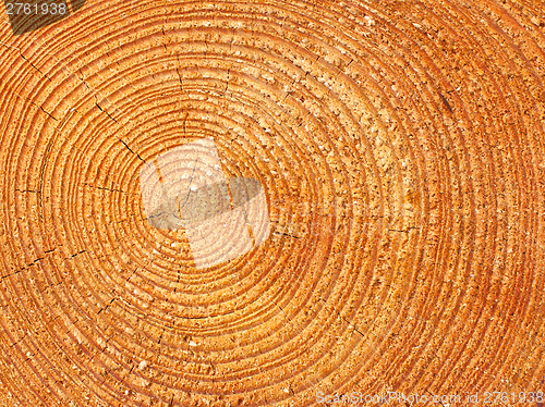 Image of Close-up wooden texture