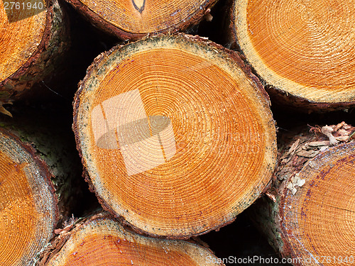 Image of Stacked timber in a dutch forrest