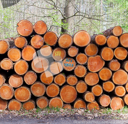 Image of Stacked timber in a dutch forrest