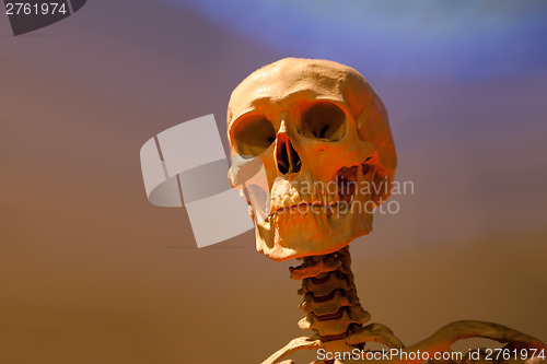 Image of Scary Skeleton Skull