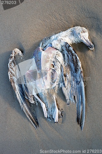 Image of Dead seagull