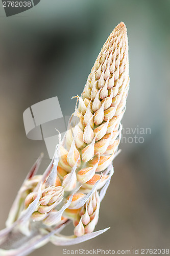 Image of Cactus Flower