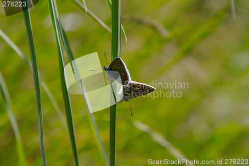 Image of Adonis Blue