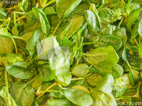 Image of Spinach leaves