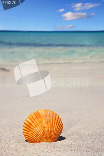 Image of Seashell