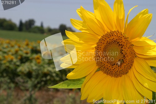 Image of Sunflower