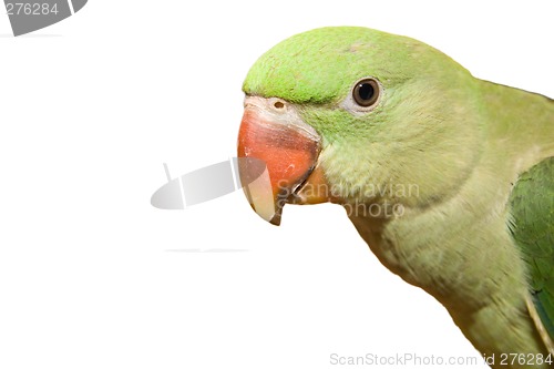 Image of Parrot