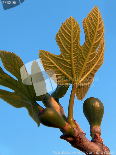 Image of Figs On Tree