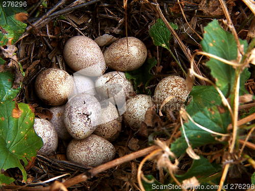 Image of Partridge Nest