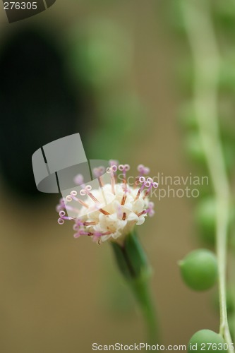 Image of Senecio rowleyanus - Asteraceae  (Macro)