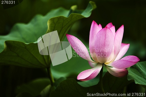 Image of Lotus