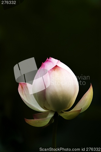 Image of Lotus