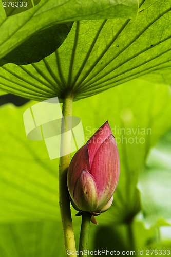 Image of Lotus