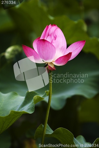 Image of Lotus