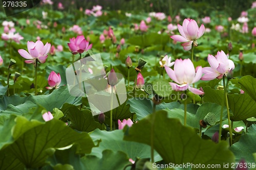 Image of Lotus