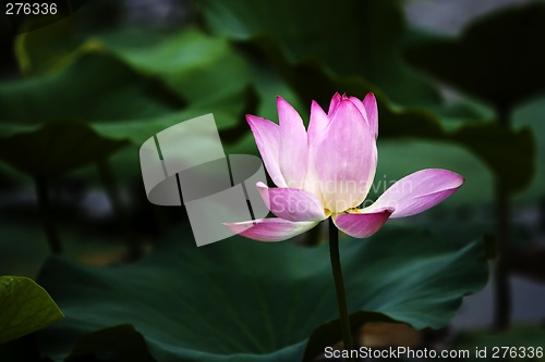 Image of Lotus