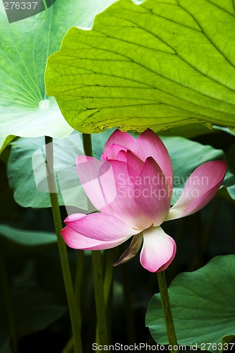 Image of Lotus