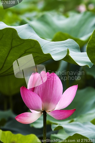 Image of Lotus