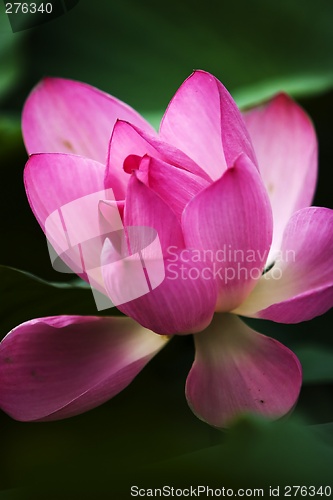 Image of Lotus