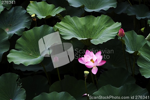 Image of Lotus