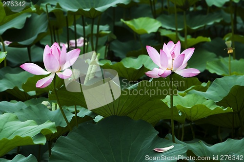 Image of Lotus