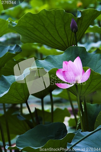 Image of Lotus