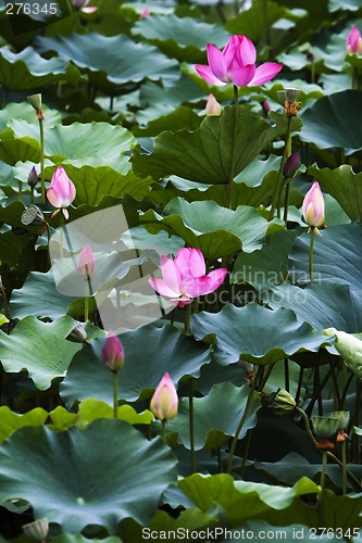 Image of Lotus