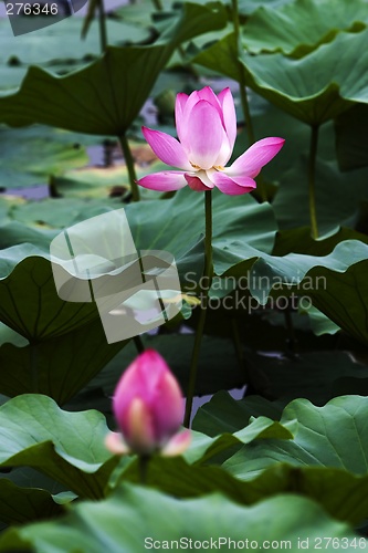 Image of Lotus