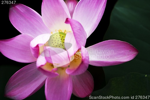 Image of Lotus