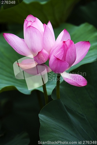 Image of Lotus