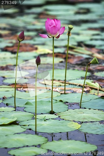 Image of Lotus