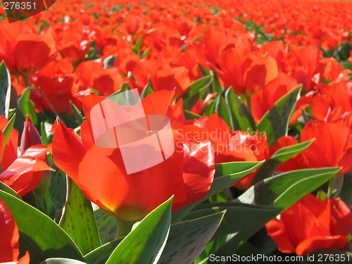 Image of Tulips