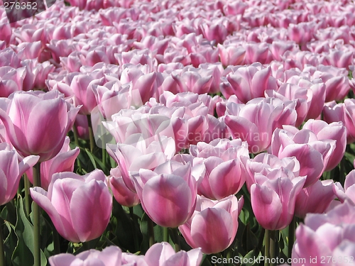 Image of Tulips