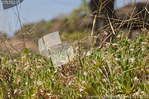 Image of Green and yellow grass.