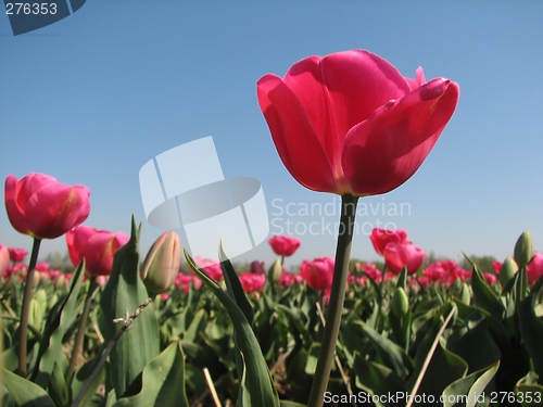 Image of Tulips