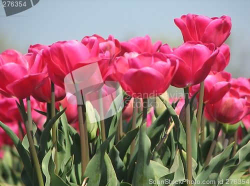 Image of Tulips