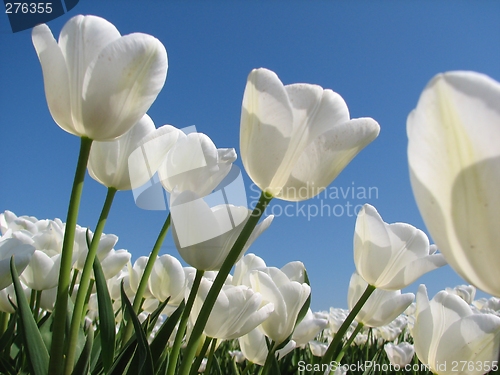 Image of Tulips