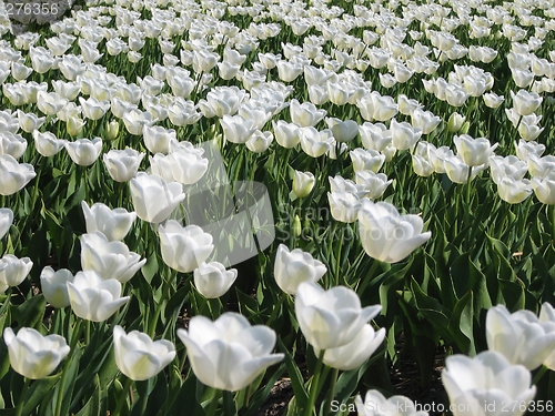 Image of Tulips