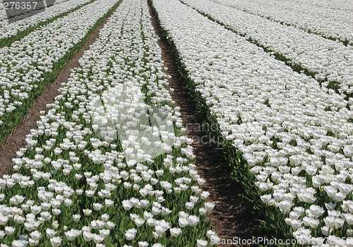 Image of Tulips