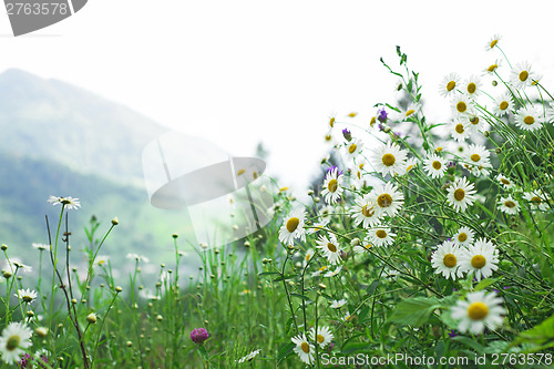 Image of field of camomiles