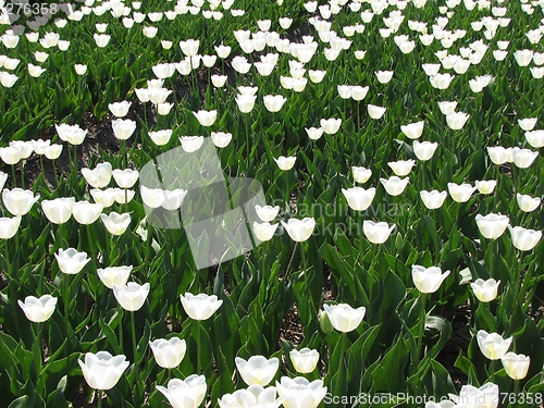 Image of Tulips