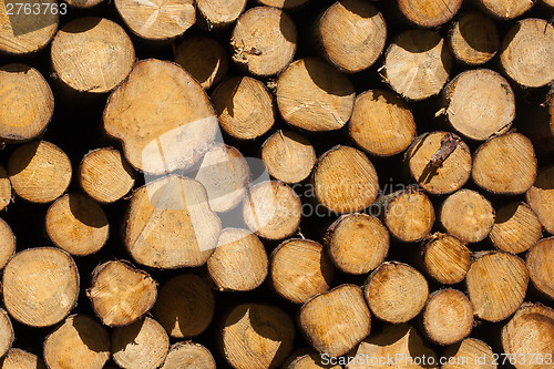 Image of Stacked timber in a dutch forrest