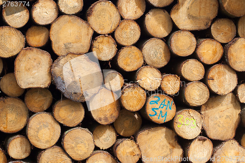 Image of Stacked timber in a dutch forrest