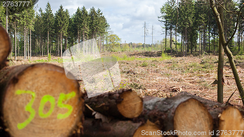 Image of Stacked timber in a dutch forrest, selective focus