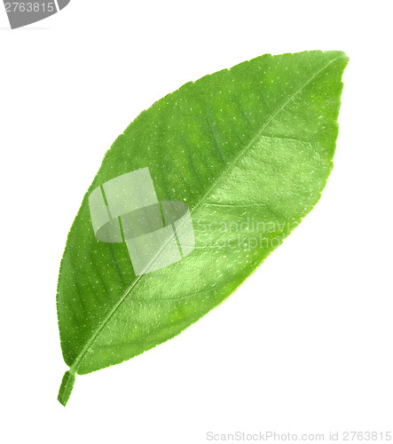 Image of Green leaf of citrus-tree