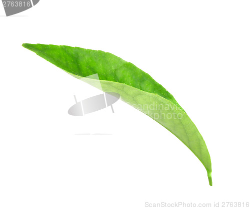 Image of Green leaf of citrus-tree