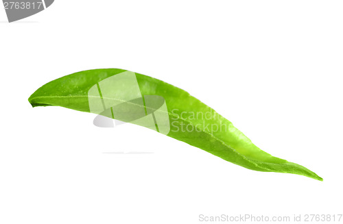 Image of Green leaf of citrus-tree