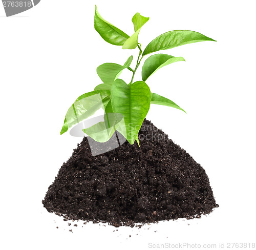 Image of Green plant of citrus in a mound of ground